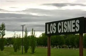 los cisnes