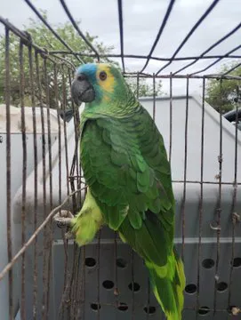 aves