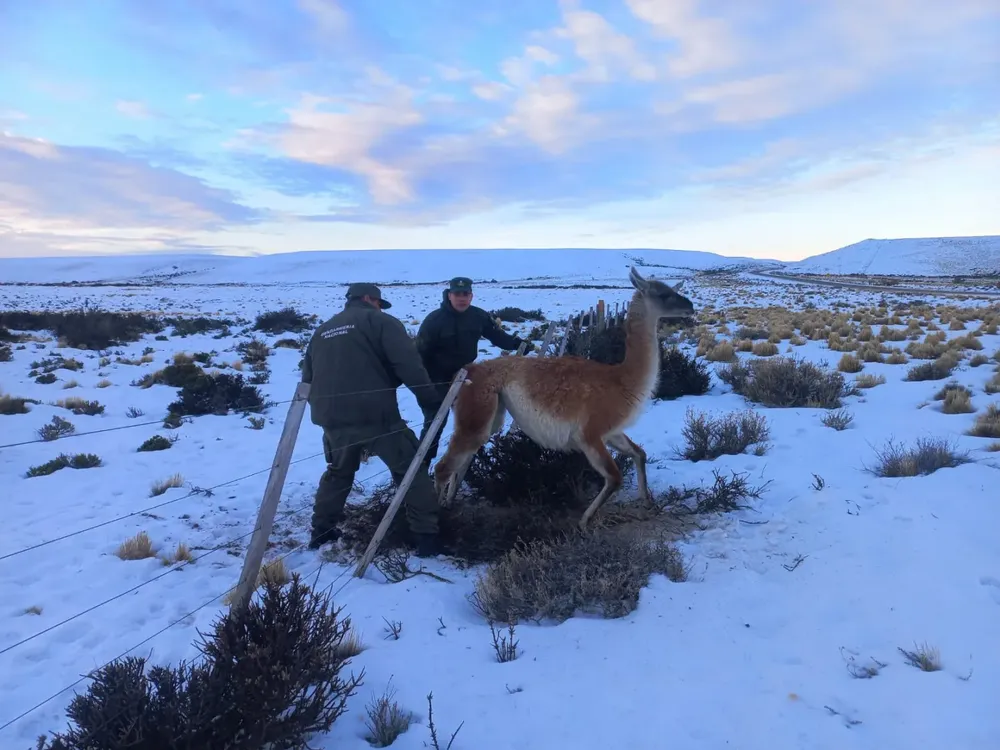 santa_cruz-guanaco-asistencia