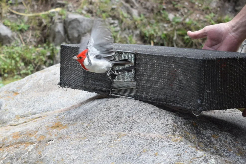 Liberacion-aves-Portada