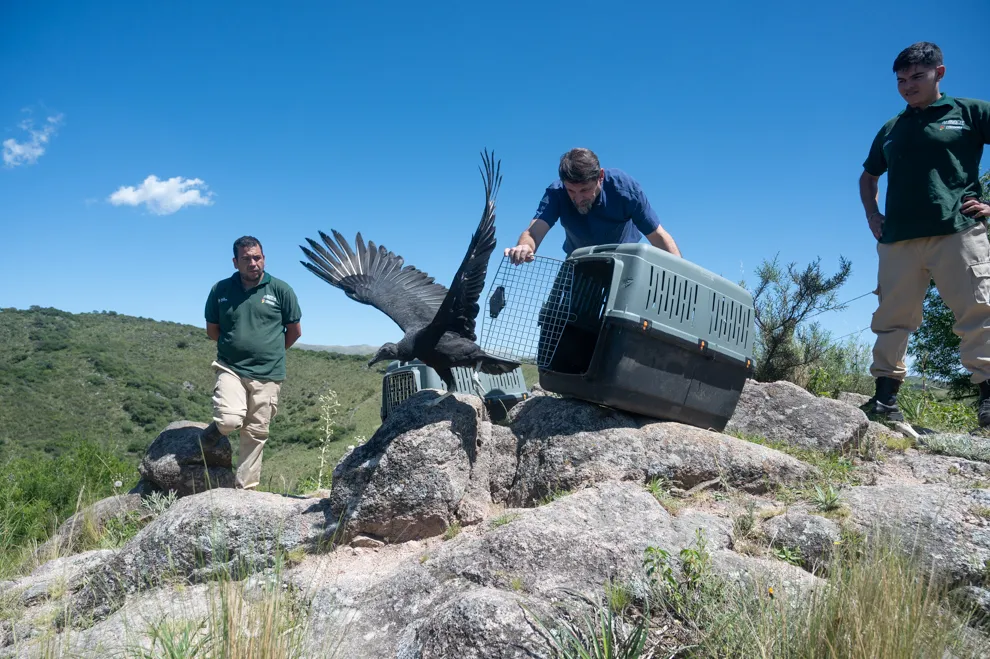 Colanchanga-mas-ejemplares-silvestres-que-regresan-a-la-la-naturaleza-1