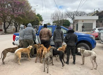 galgos