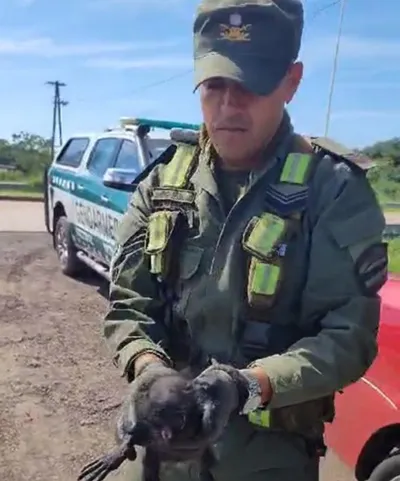 rescatan_a_pequeno_mono_caraya_en_un_control_vial_1