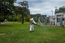 mosquito