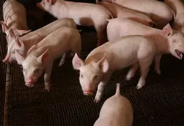 OIP