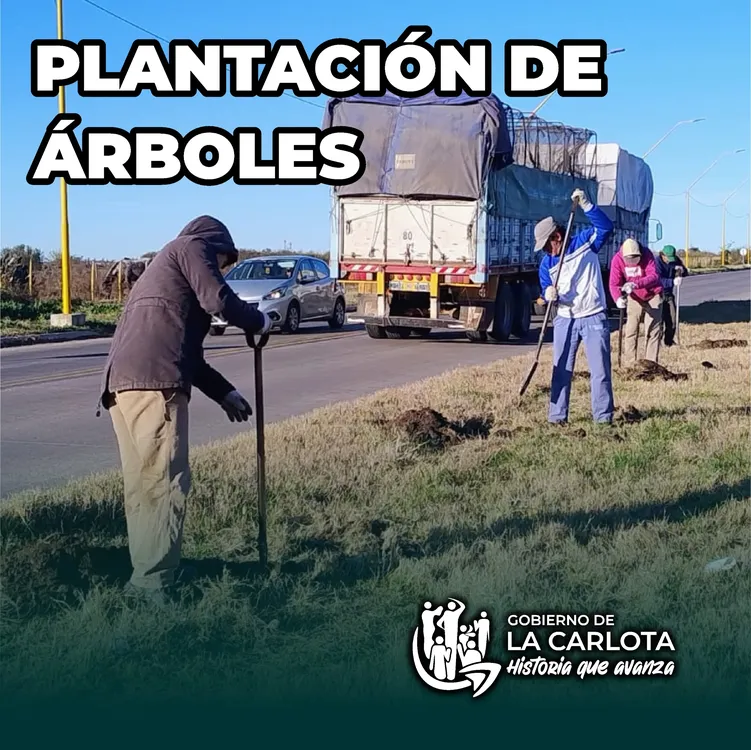 plantas