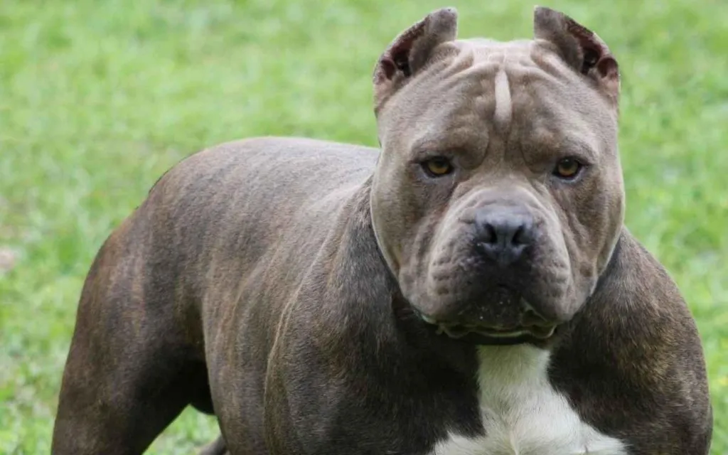 pitbull-dog_6