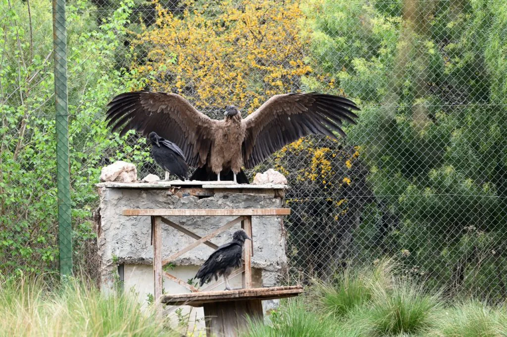tatu-carreta-condor-2-1024x682