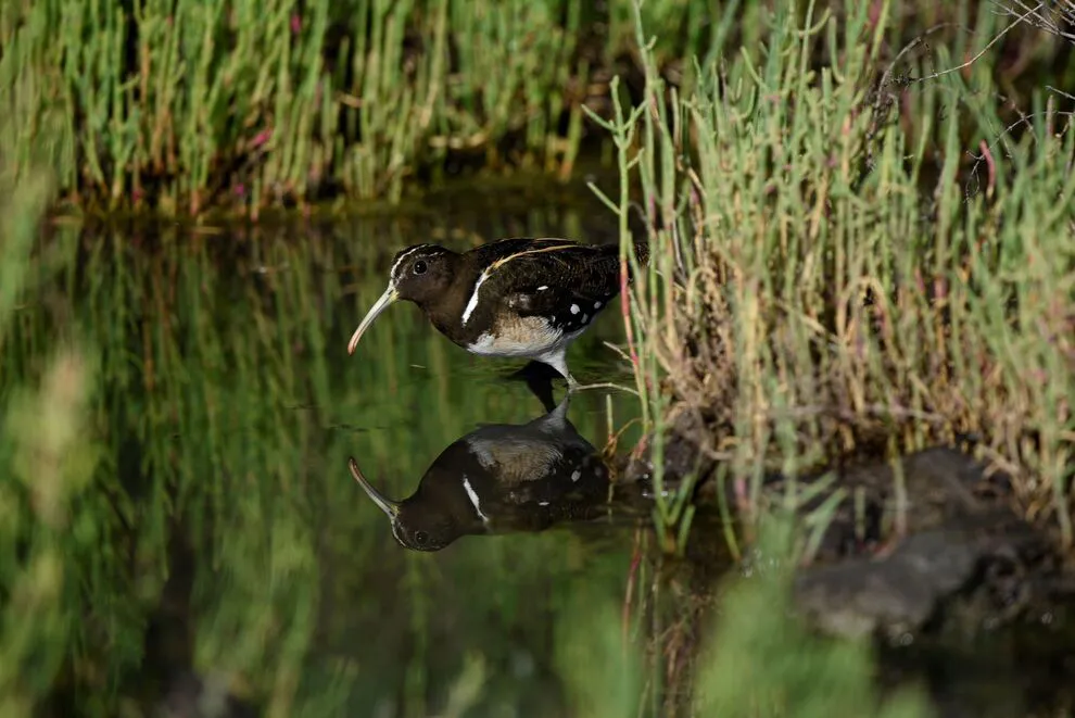 Cordoba-y-su-biodiversidad_-estrategias-para-conservar-nuestro-patrimonio-natural-1