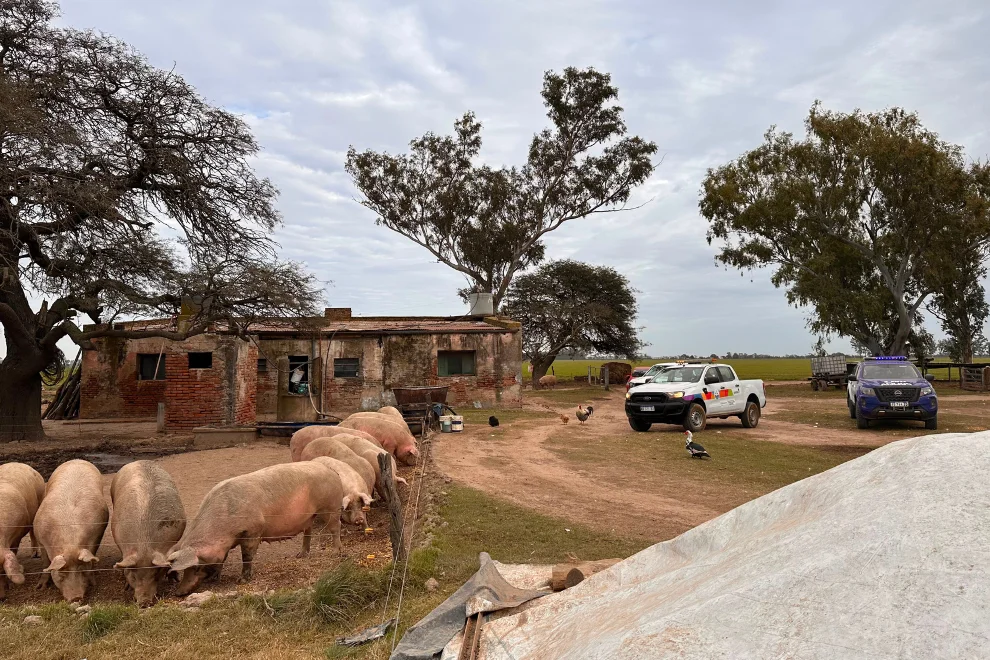 Triquinosis_-la-Provincia-inspecciono-establecimientos-porcinos-y-restringio-el-traslado-de-200-animales-2