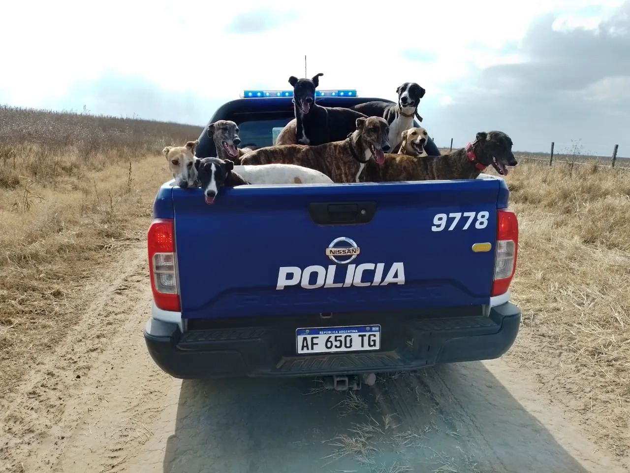 perros