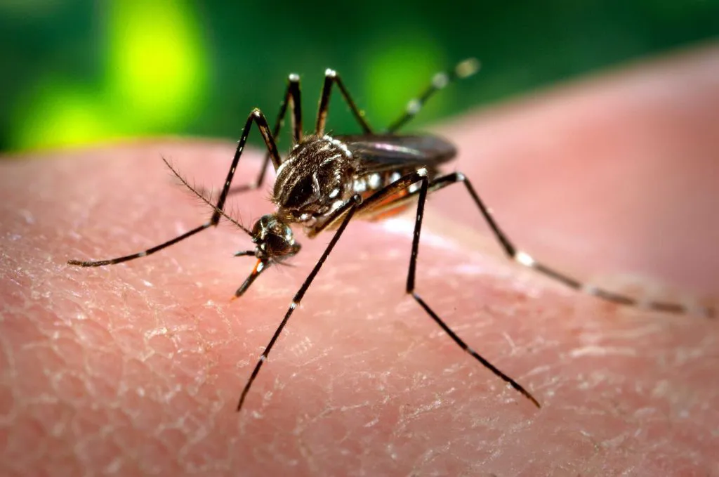 MosquitoDengue-1024x679-1