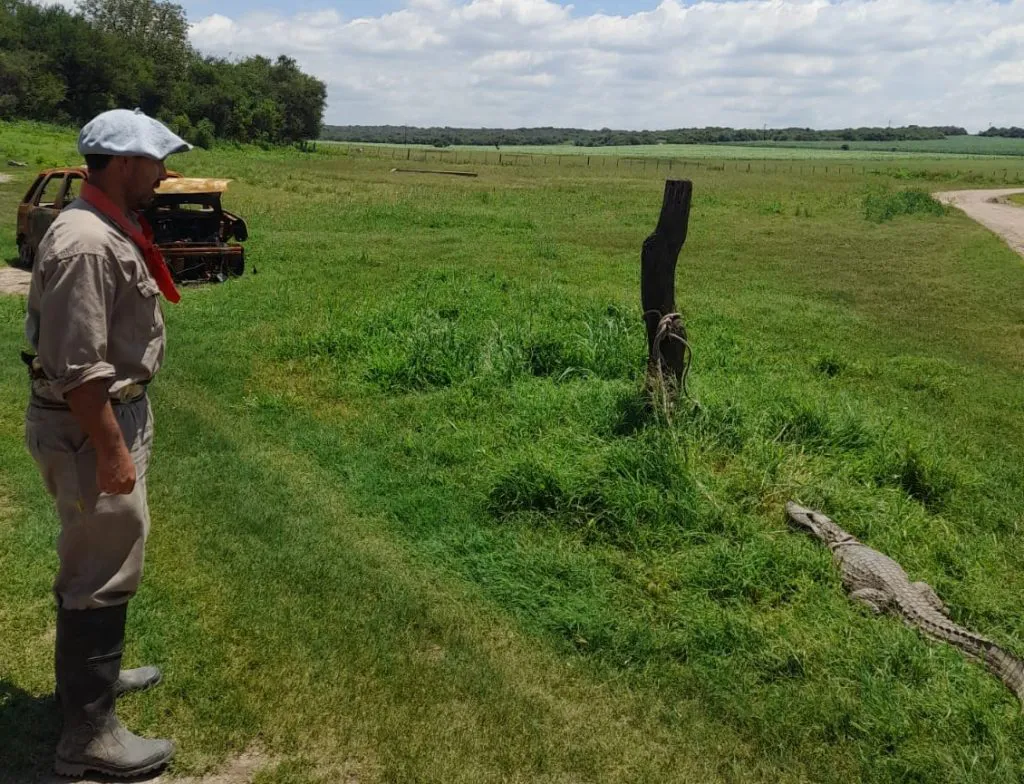 Policia-Ambienta-yacare-Rio-Ceballos-1024x784