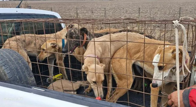 perros
