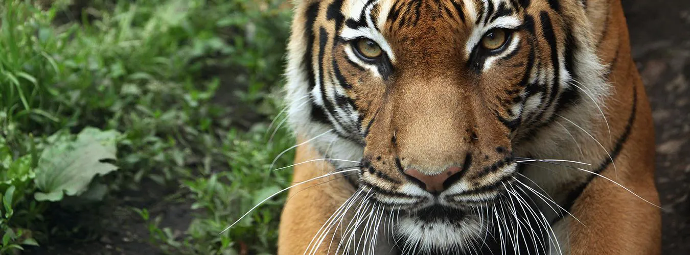 tiger_-_biodiversity_2023 (1)