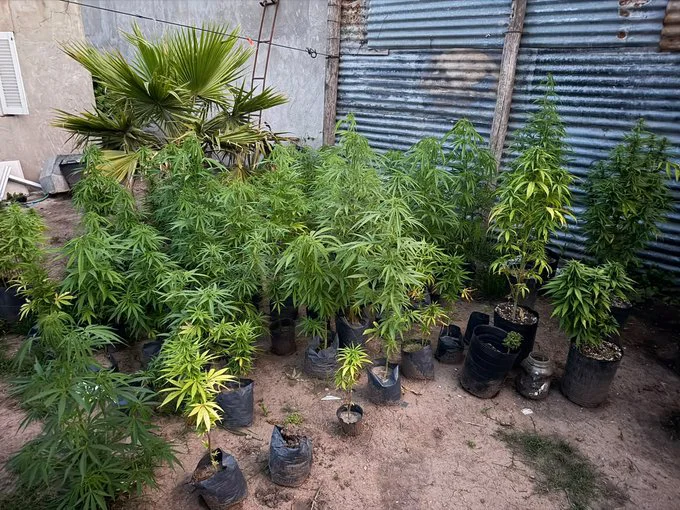 plantas