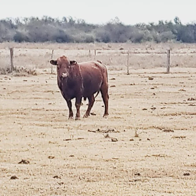 TORO