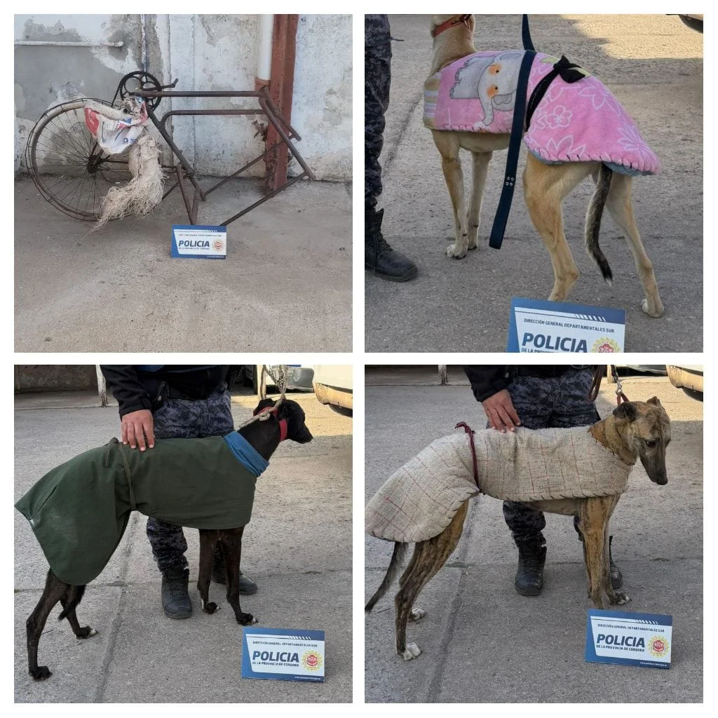 galgos
