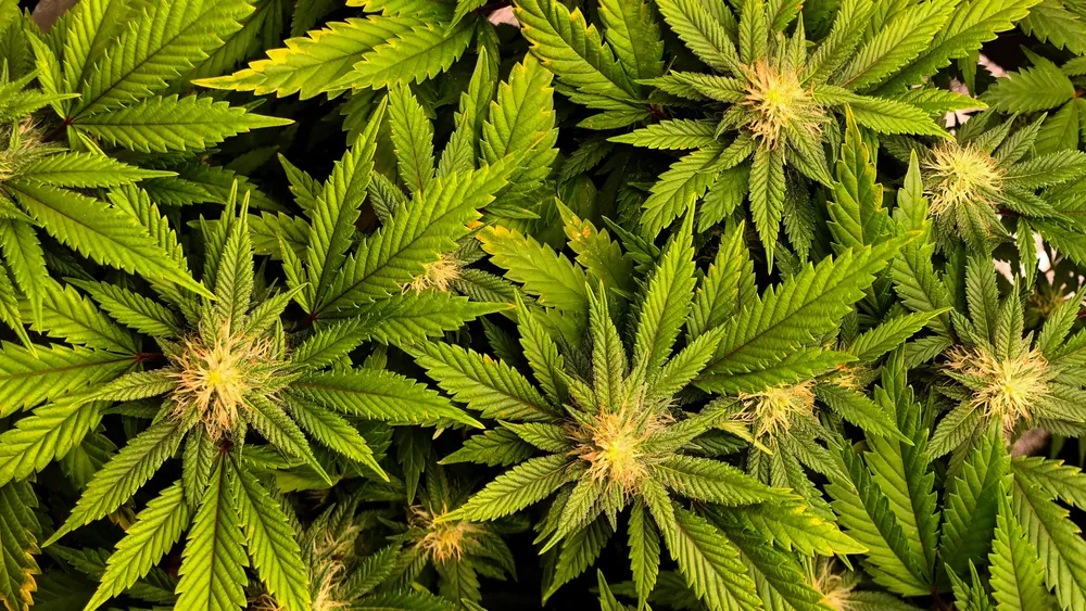plantas de canna