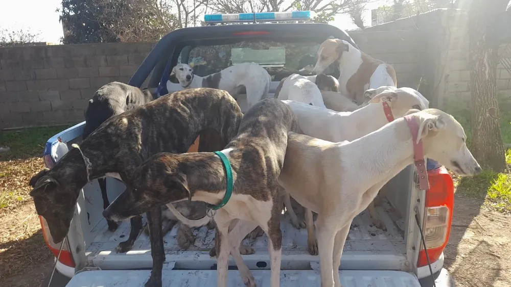 perros