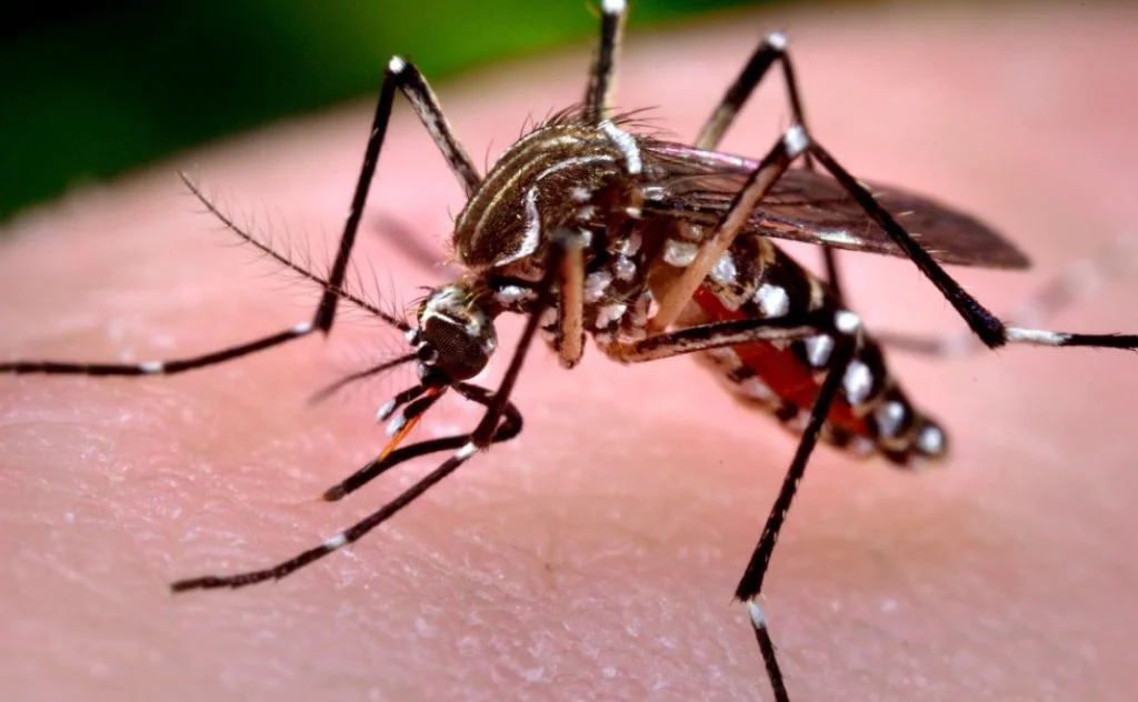 Chikungunya-1024x632-1
