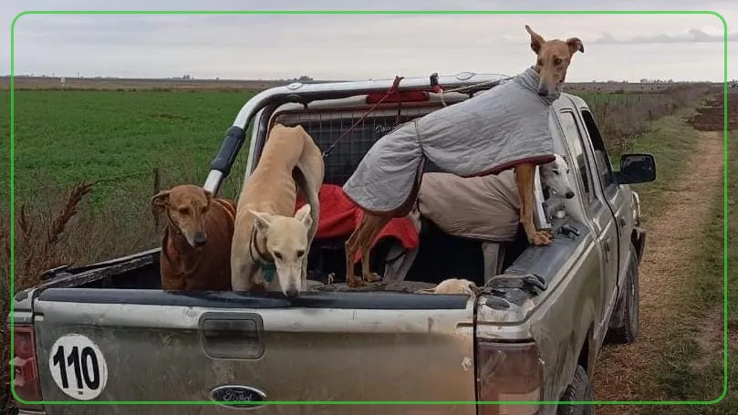 perros