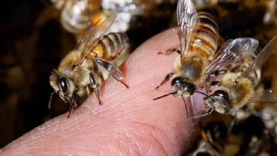cordoba-murio-un-hombre-al-ser-atacado-por-un-enjambre-de-abejas