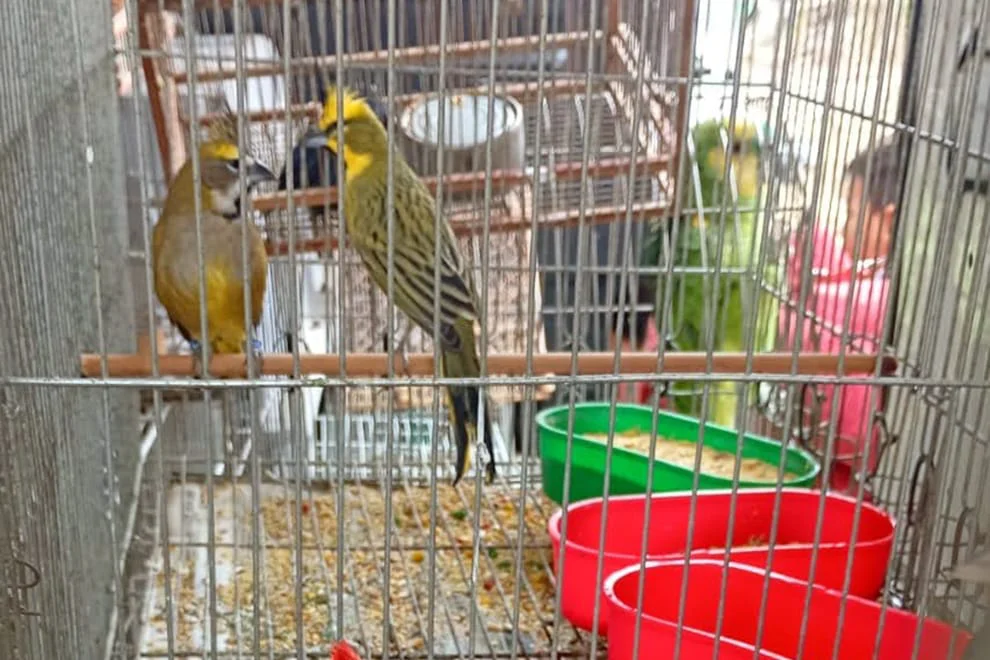 aves