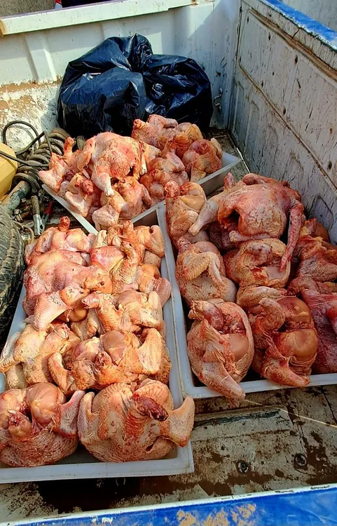 pollos