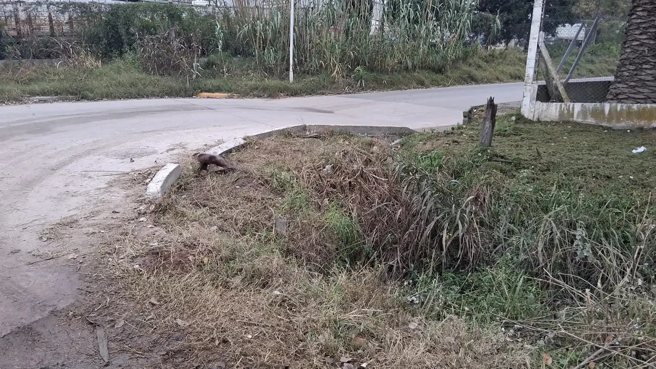 720 (1)