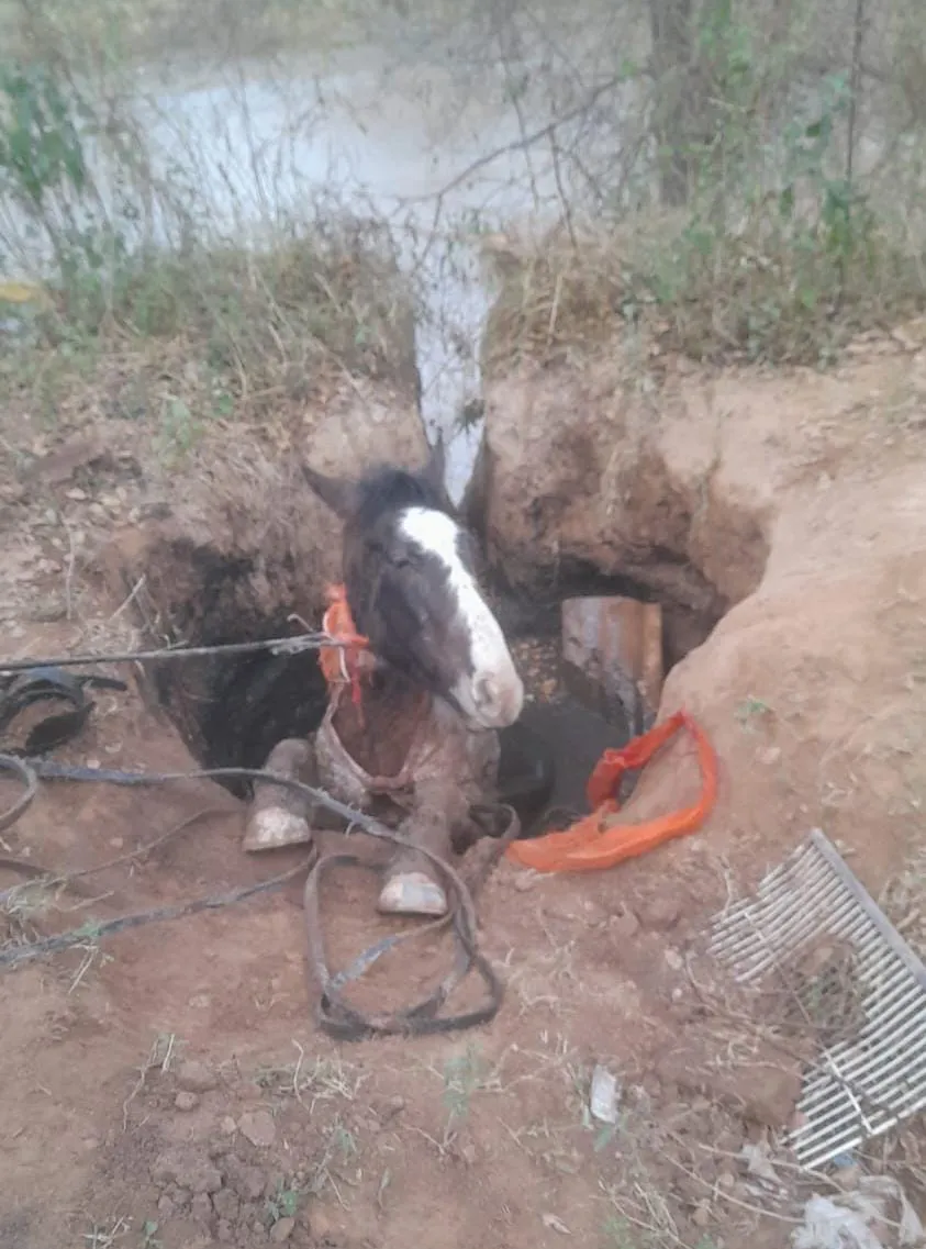 caballo