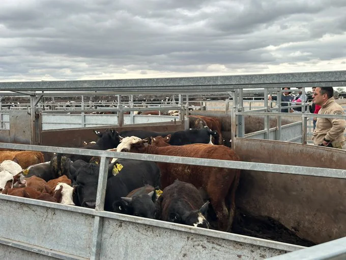 vacas