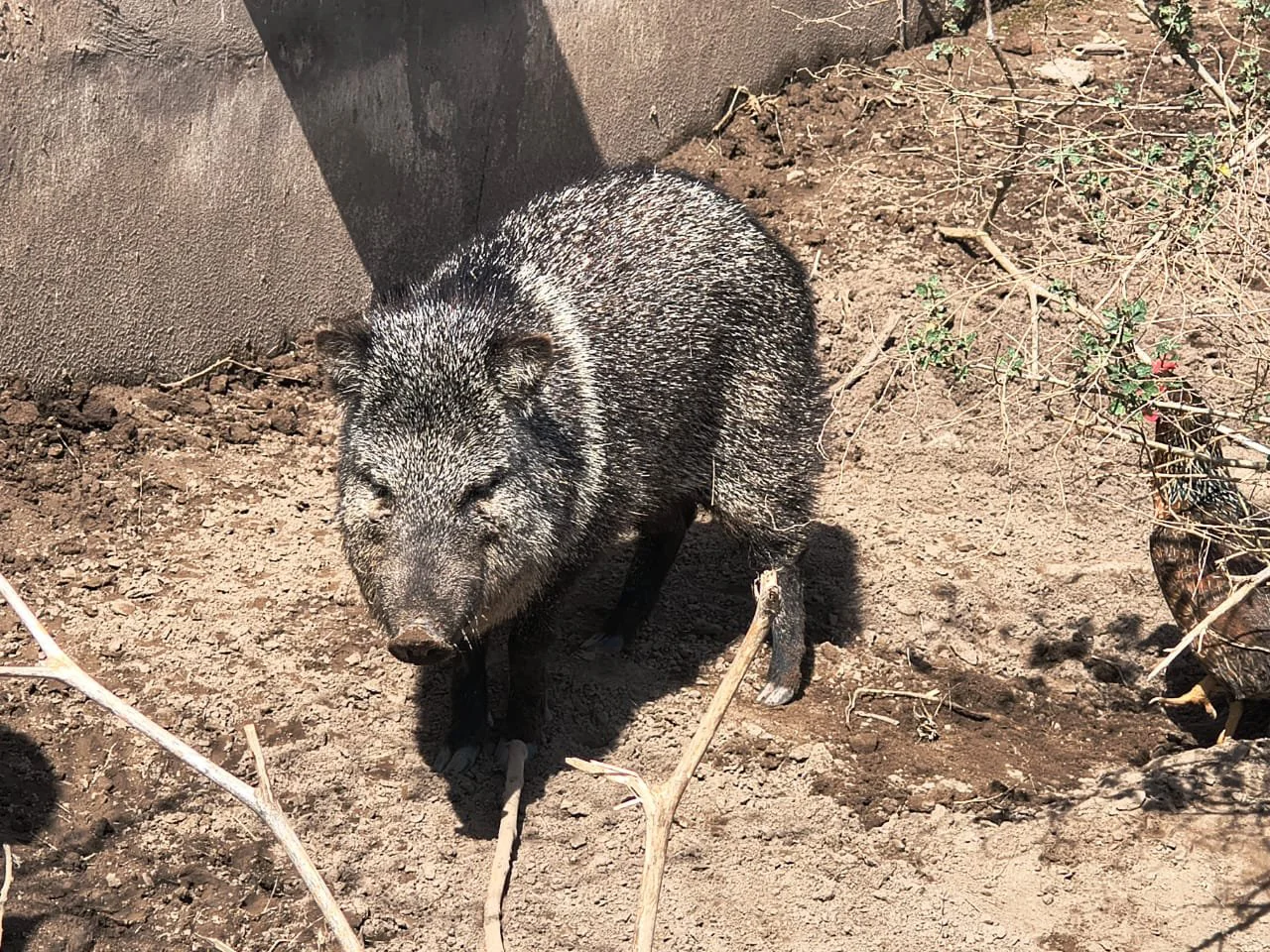 chancho