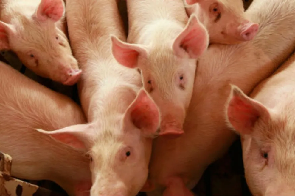 Cerdos2-Triquinosis-1