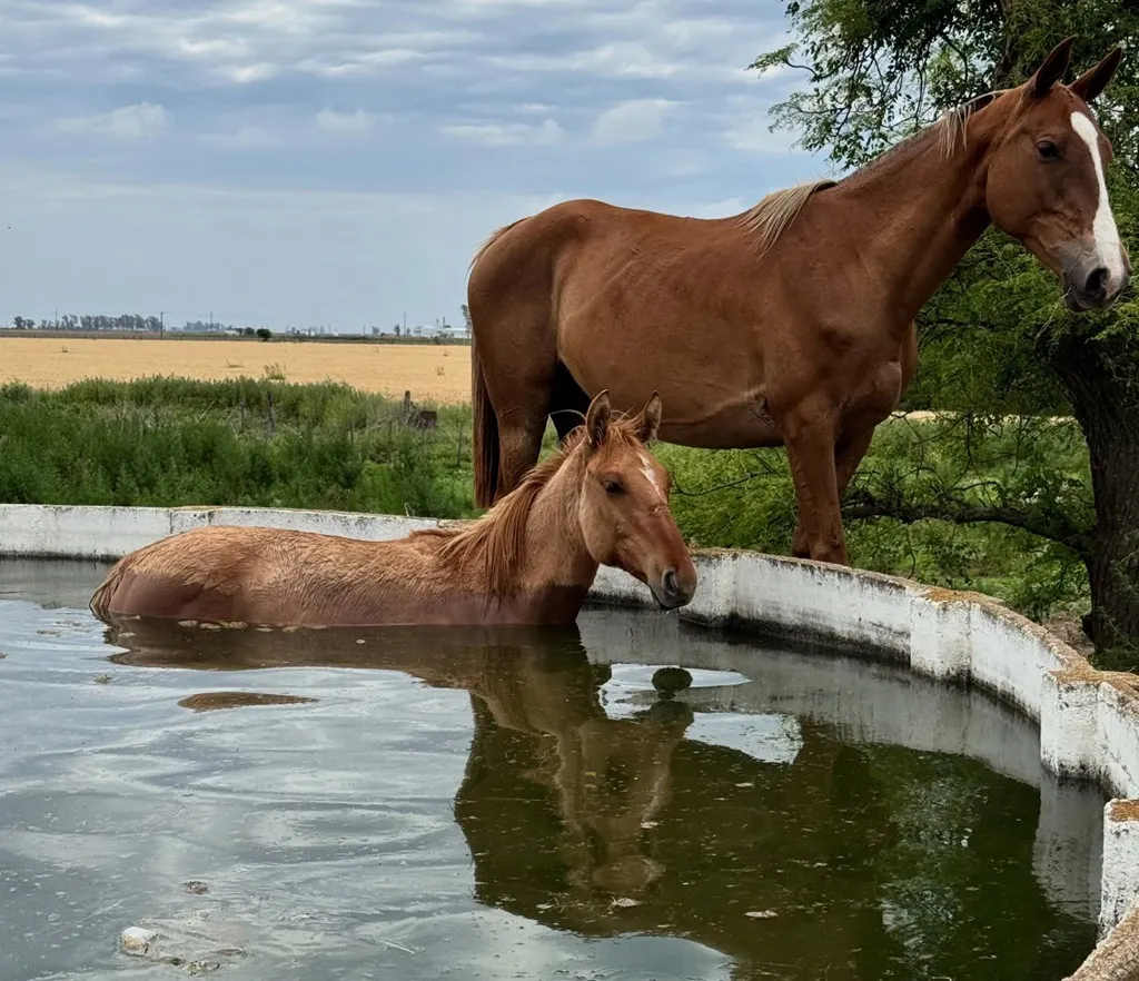 591167022_18101059303686299_308378870310376693_n