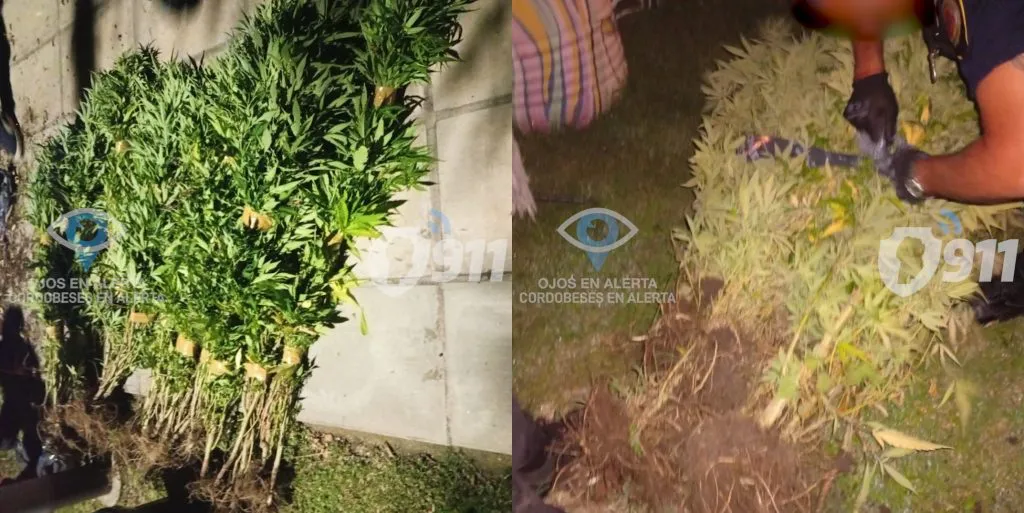 cordobeses-en-alerta-marihuana-1024x513