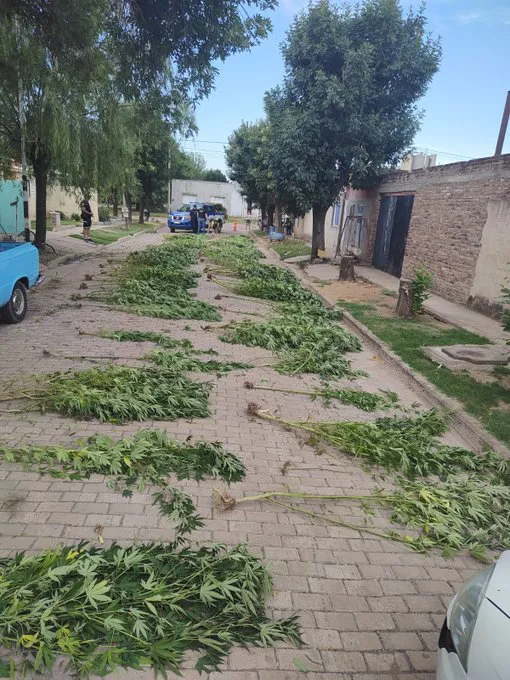 plantas